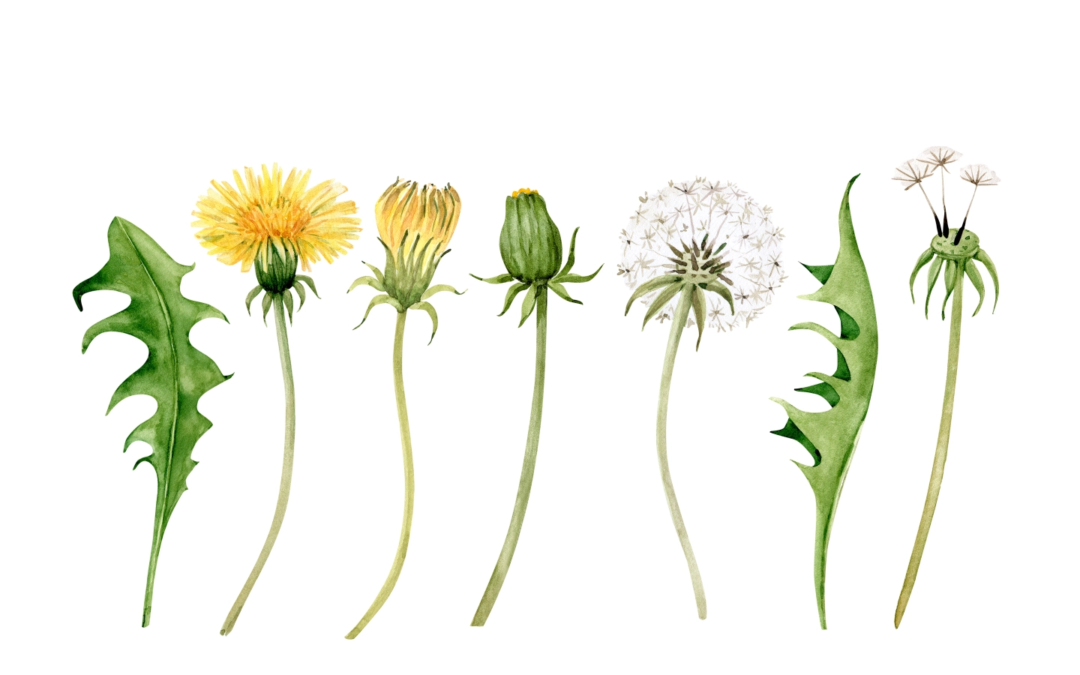 Remedios: Dandelion to Spring the Truth